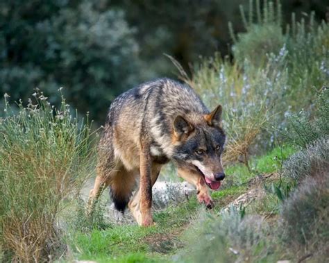 Iberian Wolf - Facts, Diet, Habitat & Pictures on Animalia.bio