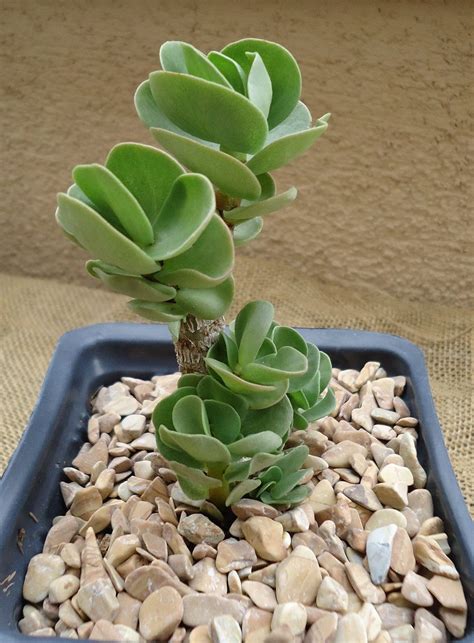 Large Portulaca Molokiniensis Succulent 6 Pot FREE SHIPPING - Etsy ...