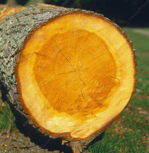 Cross section of an oak trunk - Stock Image - B720/0022 - Science Photo ...