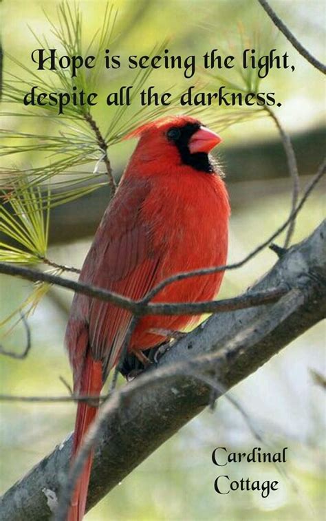 Pin by Sue Yi on Cardinals & Robins | Cardinal, Quotes, Cool words