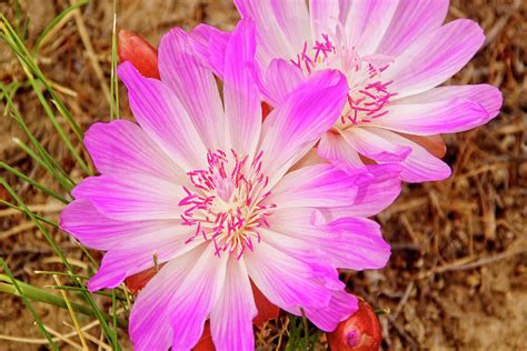 Montana State Flower Bitterroot Photograph by Larry Kjorvestad - Fine Art America