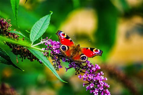 Peacock Butterfly | Peacock Butterfly on the Buddleia in the… | Flickr