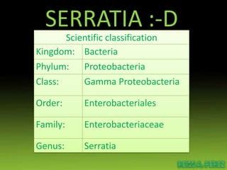 Serratia | PPT