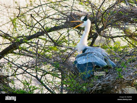 A Grey Heron in nest Stock Photo - Alamy