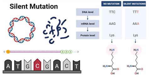 Silent Mutation- Definition, Causes, Mechanism, Applications, Examples