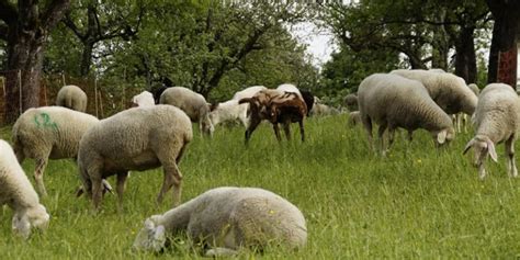 Sustainable Agroforestry Systems and Practices in Agriculture | Greentumble