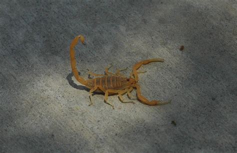 Arizona bark scorpion - Wikipedia