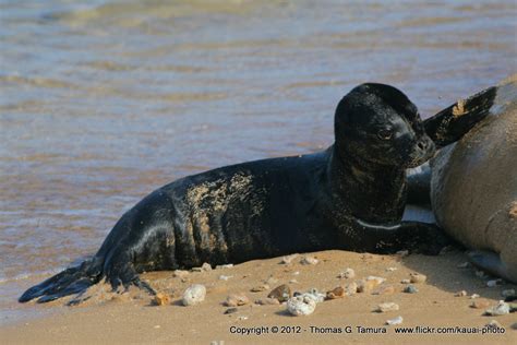 Hawaiian Monk Seal Pup | A change of pace from my usual post… | Flickr