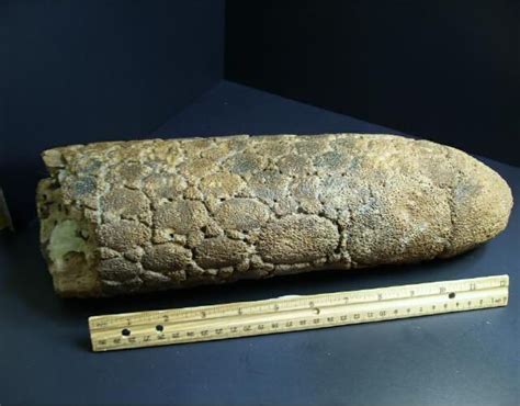 Fossil Glyptodon Tail (012416n) | Fossils For Sale Fossils For Sale