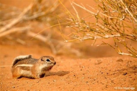 A white tailed antelope squirrel in the Mojave Desert California. | North american wildlife ...