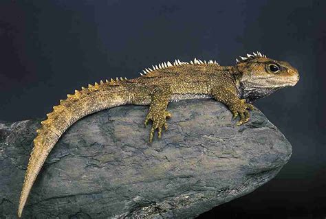 northern tuatara (Sphenodon punctatus) | Tuatara, Pet birds, Animals