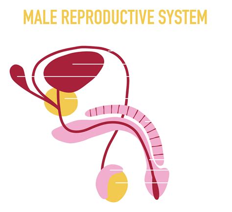 Human Reproduction Male