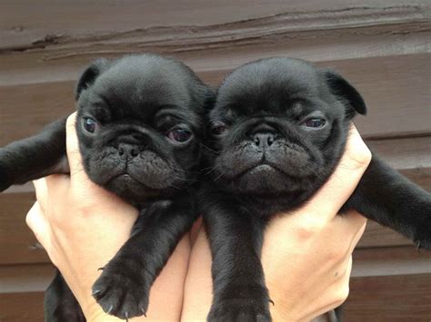 Black Pug Puppies For Sale Near Me | PETSIDI