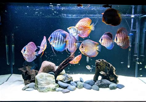 An aesthetic discus tank, with a hardscape design | Discus fish, Discus aquarium, Tropical ...