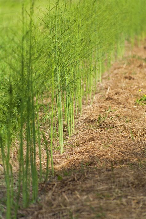 Asparagus plants growing in a straw mulch; Toronto, Ontario, Canada - Stock Photo - Dissolve