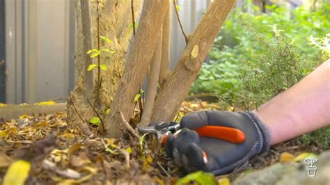 Pruning Pomegranate - Gardening Australia