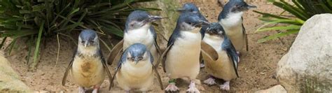 Phillip Island Penguin Parade - Fairy Penguins Discount Tickets & Prices