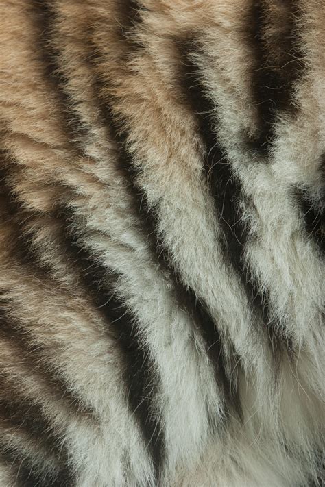 Tiger Fur Texture by BonsEYE on DeviantArt