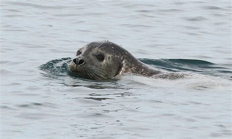 Acadia National Park Ocean Life - AllTrips