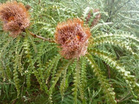 Banksia speciosa – Showy Banksia | Gardening With Angus