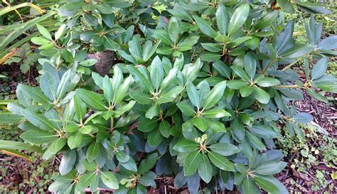 6 Broad-Leaved Evergreens for the Winter Garden - Hobby Farms