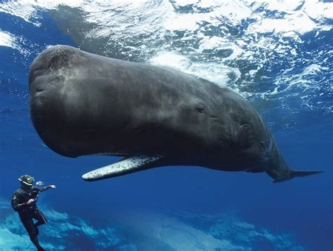 The Amazing World of Whales Revealed in Giants of the Deep | WIRED