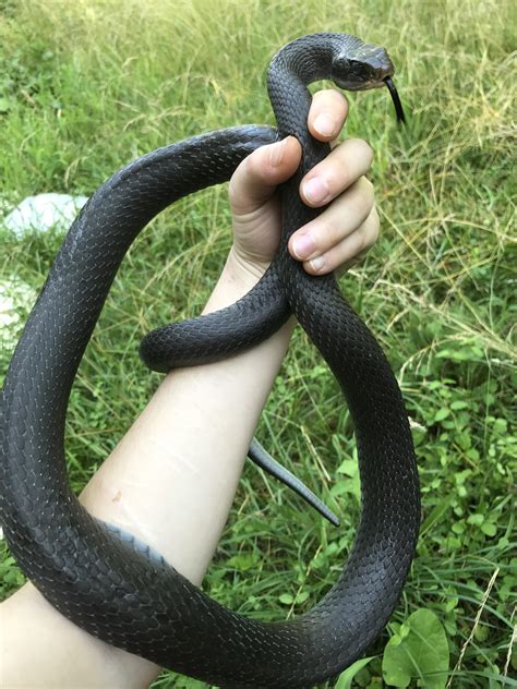 Ohio’s state reptile: the Black Racer! Herped this guy in Ross County ...