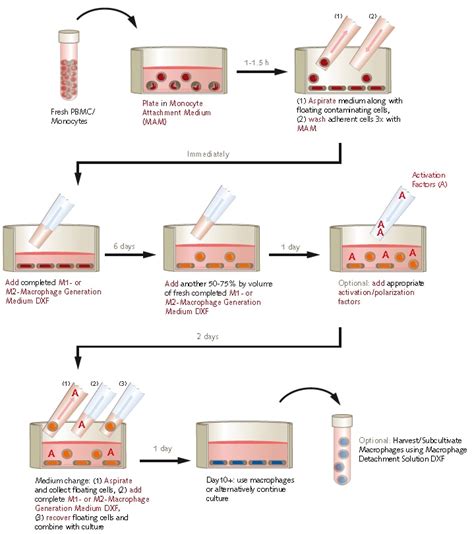 In Vitro Differentiation of Human PBMC Derived Monocytes into M1 or M2 ...