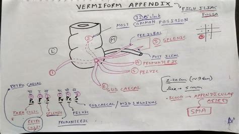 Appendix Anatomy - Anatomy Reading Source