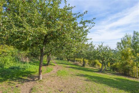 Orchard with Apple Trees in a Green Field in Sunlight at Fall Stock ...