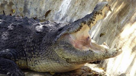 Giant Lolong Crocodile in Davao, Mindanao, Philippines Stock Photo - Image of mindanao, brown ...