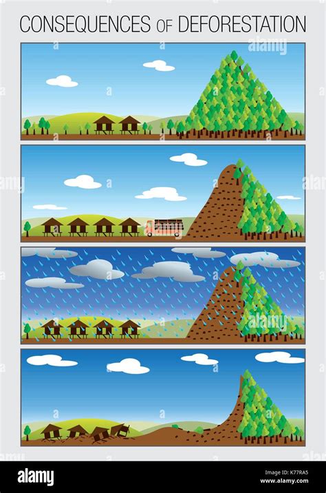 Graph shows in 4 steps the consequences of deforestation of forests ...