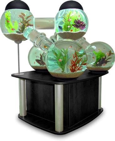 Fish Tank - Animal Images