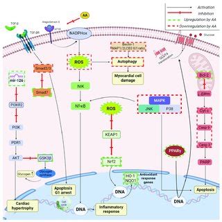 Schematic representation of the reported cardioprotective mechanisms of ...