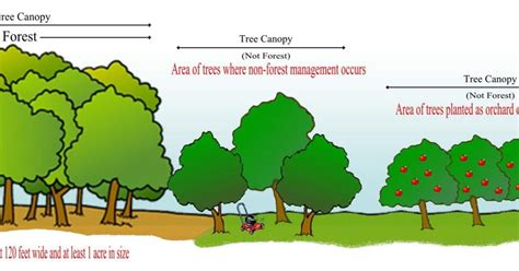 Expanding canopy cover in Frederick: An increase in tree canopy can ...