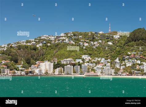 Wellington City residential area on Mount Victoria - view from the sea, New Zealand Stock Photo ...