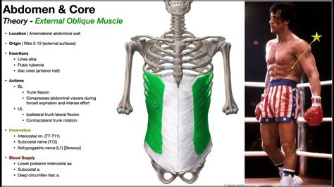 External Oblique Muscle