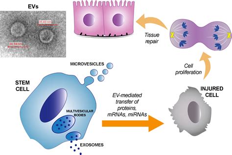 Neural Stem Cell Derived Extracellular Vesicle Nsc Ev - vrogue.co