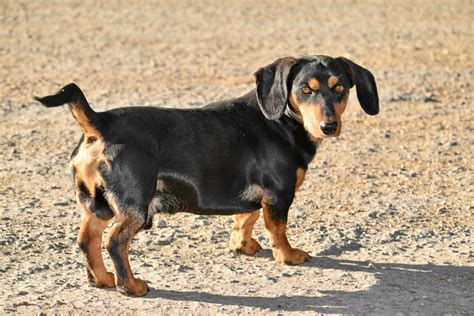 Free picture: dachshund, dog, purebred, side view, sunshine, canine, cute, animal, puppy, pet