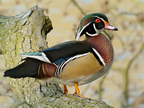 Wood Duck photos and wallpapers. Collection of the Wood Duck pictures