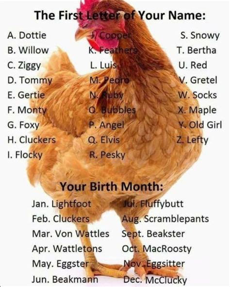 What's Your Chicken Name? Seriously laughed out loud #funny #funnymemes Chicken Life, Chicken ...