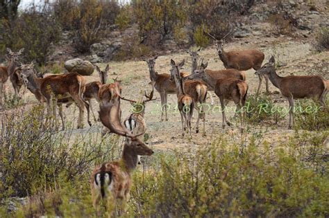 David Rayner Photography | S Portugal wildlife 2016-10