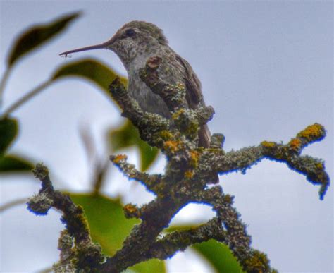 Best Hummingbird Food Recipe [with PHOTOS] >