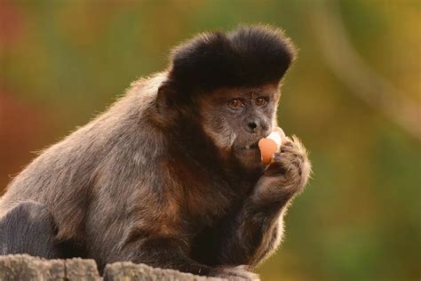 Brown Capuchin | The Animal Facts | Appearance, Diet, Habitat, Behavior