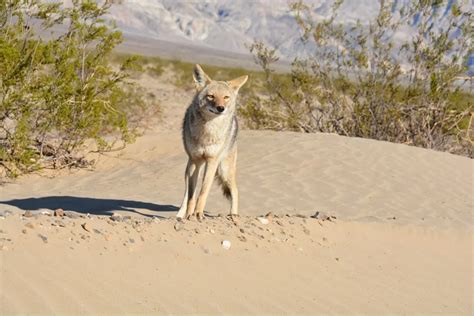 Coyote Vs. Jackal: Who Would Win A Fight?