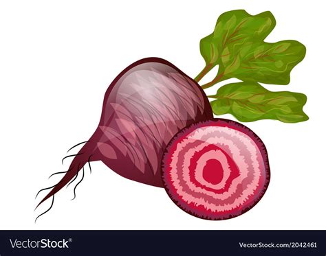 Beetroot Royalty Free Vector Image - VectorStock