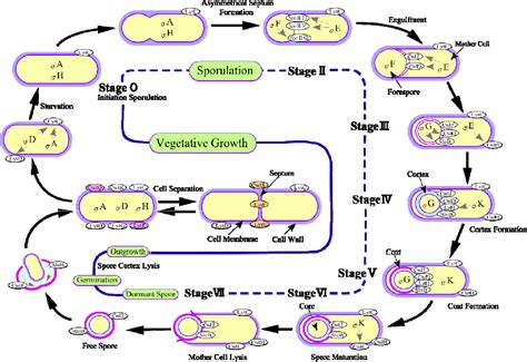 Figure 4 from Cell wall structure of E . coli and B . subtilis | Semantic Scholar