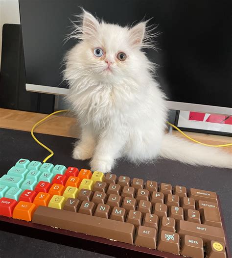 My cat matches my keyboard : r/MechanicalKeyboards