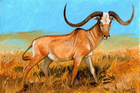 Art illustration - Prehistoric Mammals - Megalotragus: is an extinct genus of cattle belongin ...