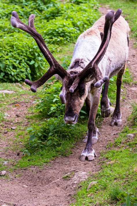 Reindeer with big antlers walking by by Dmitri Gomon | Reindeer, Walking by, Mammals